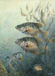 Black Crappies