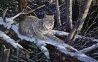 Snow Moon Lynx