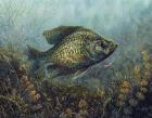 Black Crappie