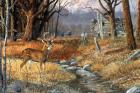 Forgotten Valley