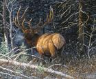 Legacy Bull