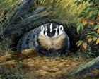 Wisconsin Badger