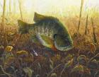 Bluegill