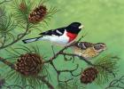 Rose Brested Grosbeaks