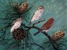 Purple Finches