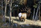 Elk