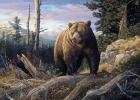 Mountain Winds Grizzly