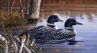 Beaver Pond Loons