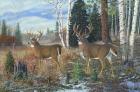 Tall Timber Bucks