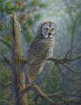 Gray Dawn Owl
