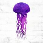Jelly Fish