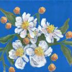 Blue White Flowers