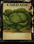 Vintage Cabbage