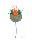 Botanical 2