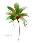 Botanical 33