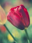 Tulip Sway II