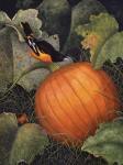 Oriole & Pumpkin