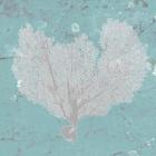 Graphic Sea Fan VI