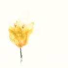 Expressive Blooms VIII