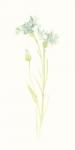 Cornflower Study I