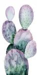 Purple Cactus II