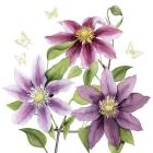 Clematis Climb II