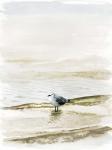 Coastal Gull II