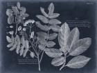 Foliage on Navy V