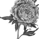 Flowers in Grey II