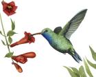 Hummingbird & Flower I