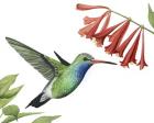 Hummingbird & Flower II