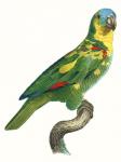 Parrot of the Tropics II