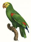 Parrot of the Tropics III