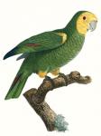 Parrot of the Tropics IV