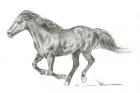 Wild Horse Portrait I