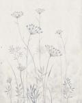 Neutral Queen Anne's Lace I