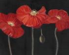 Poppy Trio I