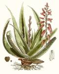 Antique Aloe I