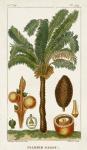 Exotic Palms VII