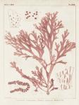 Antique Coral Seaweed I