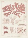 Antique Coral Seaweed III