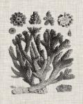 Coral Specimen IV