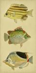 Trio of Tropical Fish I