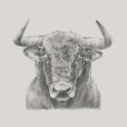 Black & White Bull