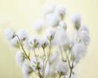 Baby's Breath Study IV