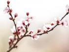 Cherry Blossom Study I