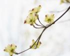 Dogwood Detail II