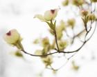 Dogwood Detail III