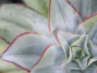 Desert Star I