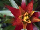 Bromeliad Burst I